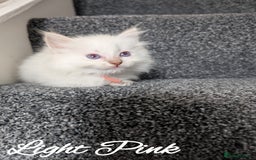 Ragdoll cats for sale: GCCF REG PEDIGREE RAGDOLL KITTENS - Image 6