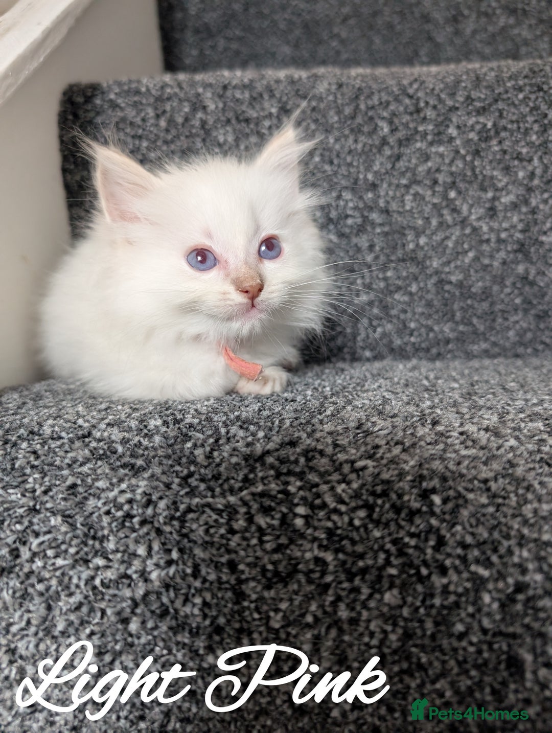 Ragdoll cats for sale: GCCF REG PEDIGREE RAGDOLL KITTENS - Image 6