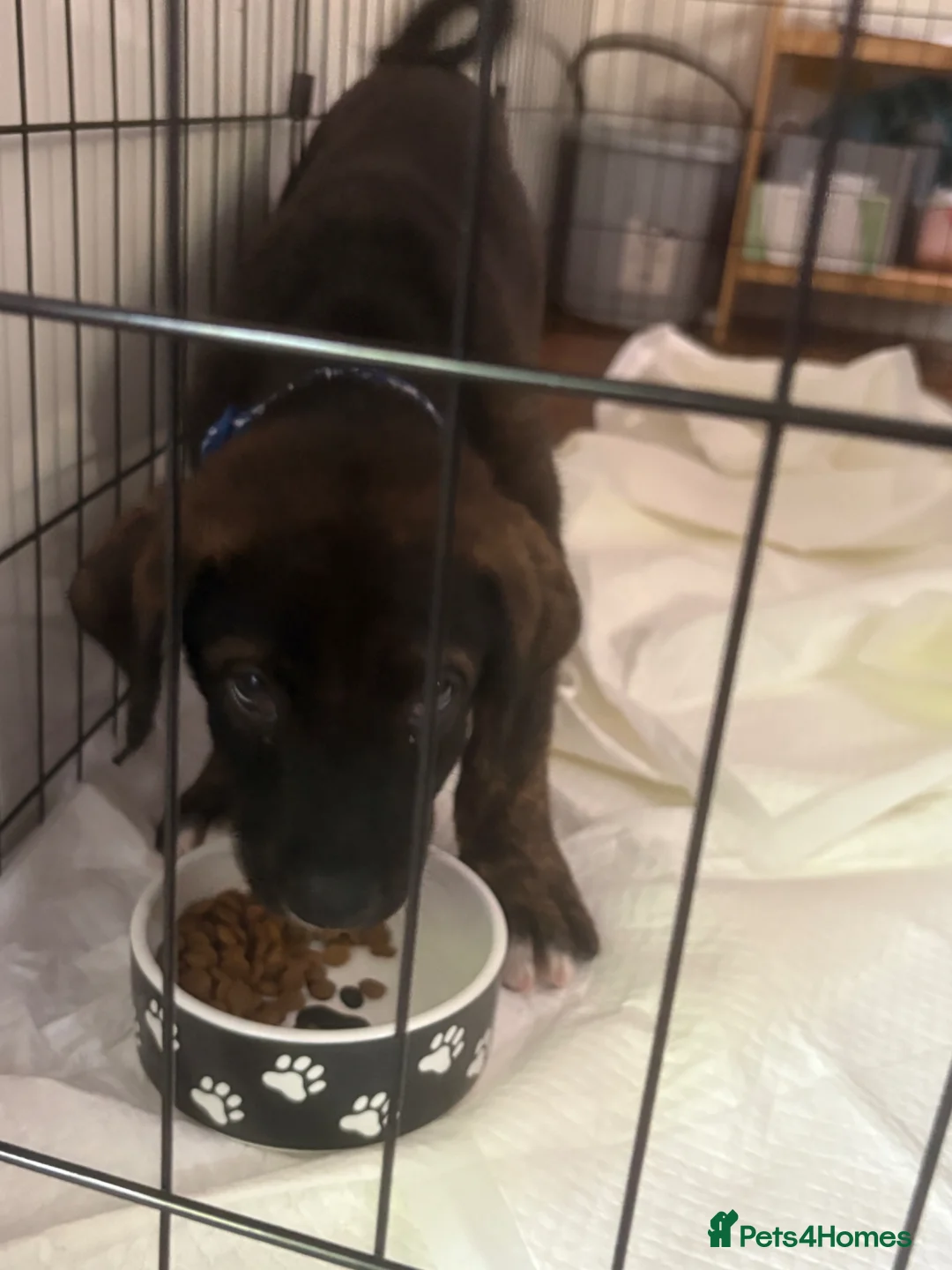 Mixed Breed dogs for sale: Staffy mixed puppy for sale  - Advert 2