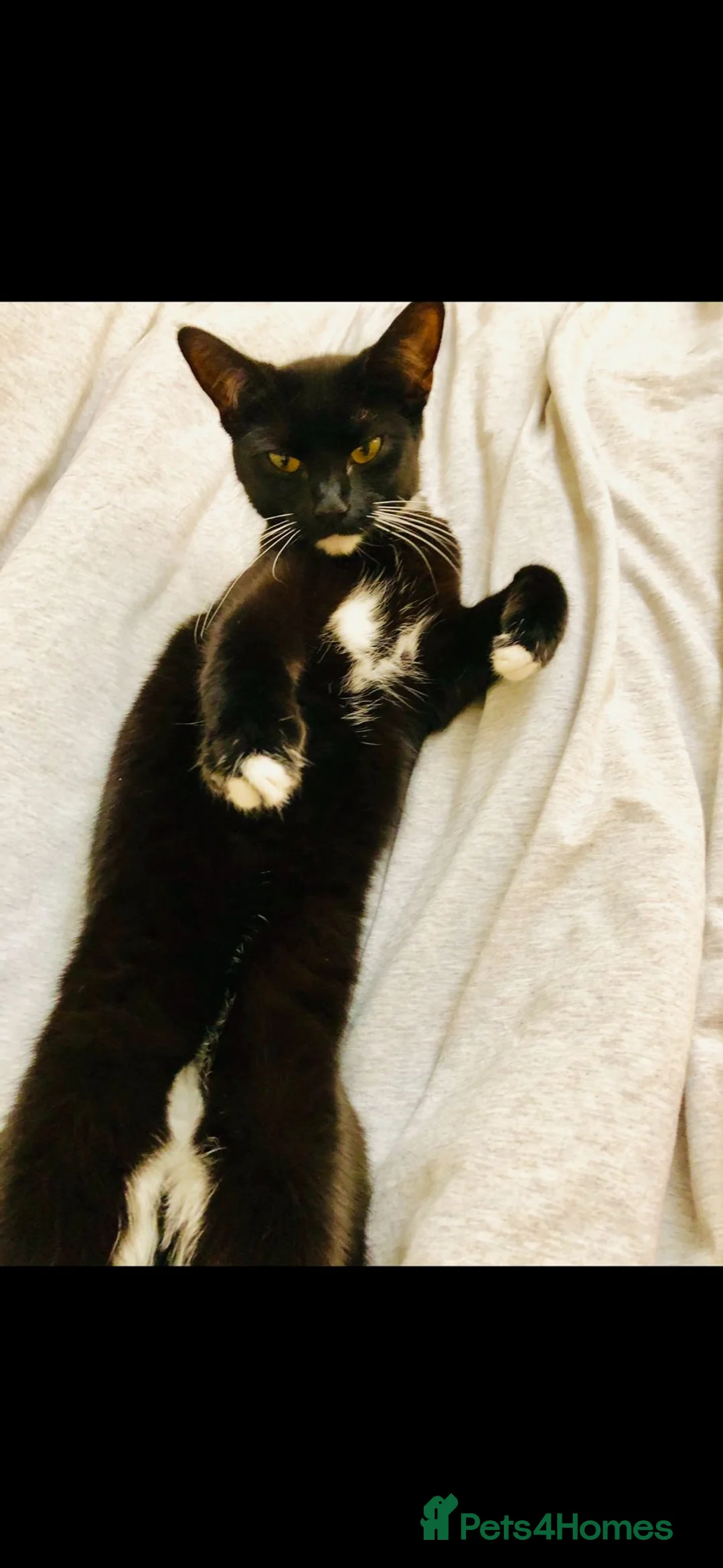 Mixed Breed cats for sale: Pumpkin & Yoshi  - Advert 2