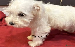 Schnoodle dogs for sale: Schnoodles  - Image 6