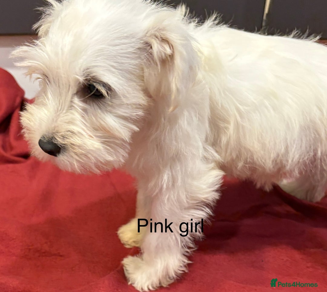 Schnoodle dogs for sale: Schnoodles  - Image 6