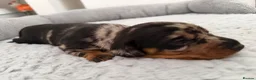 Dachshund dogs for sale: Miniature dachshund puppies - Advert 11