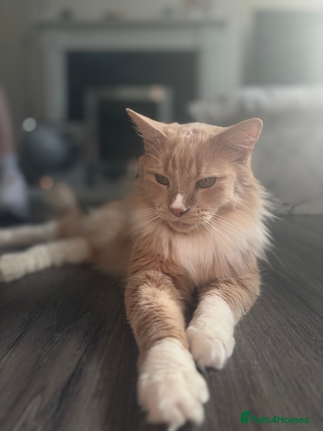 Maine Coon cats for sale: 2 Beautiful Kittens - Image 4