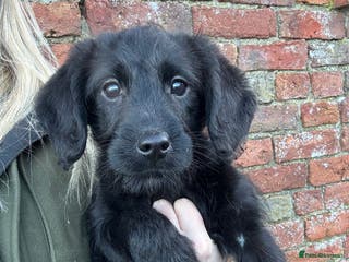 Labradoodle dogs Gorgeous f1b Labradoodle Puppies KC Parents - Advert 4