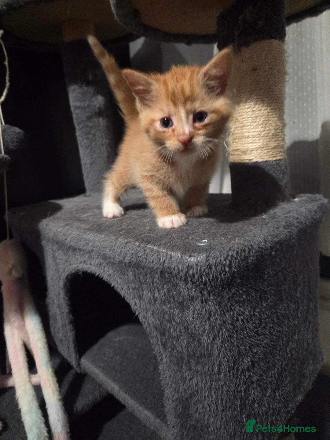 Mixed Breed cats for sale: 3 Gorgeous Male Kittens Looking for Forever Homes - Advert 23