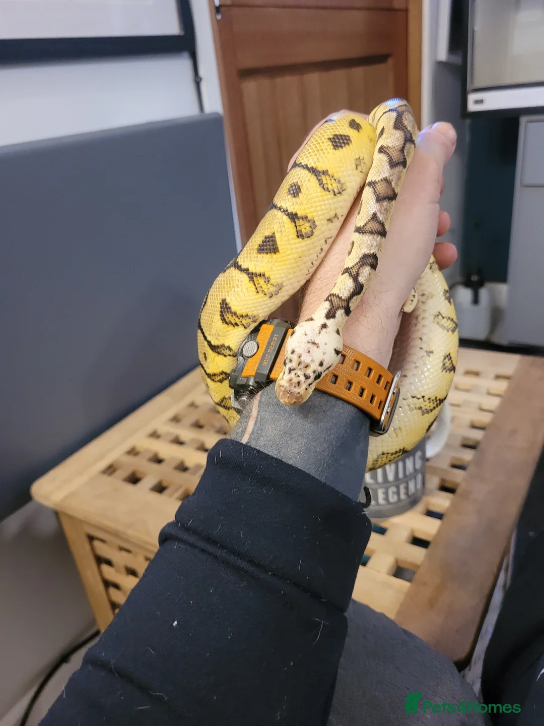 Python Snake reptiles for sale: Royal python for sale - Advert 2