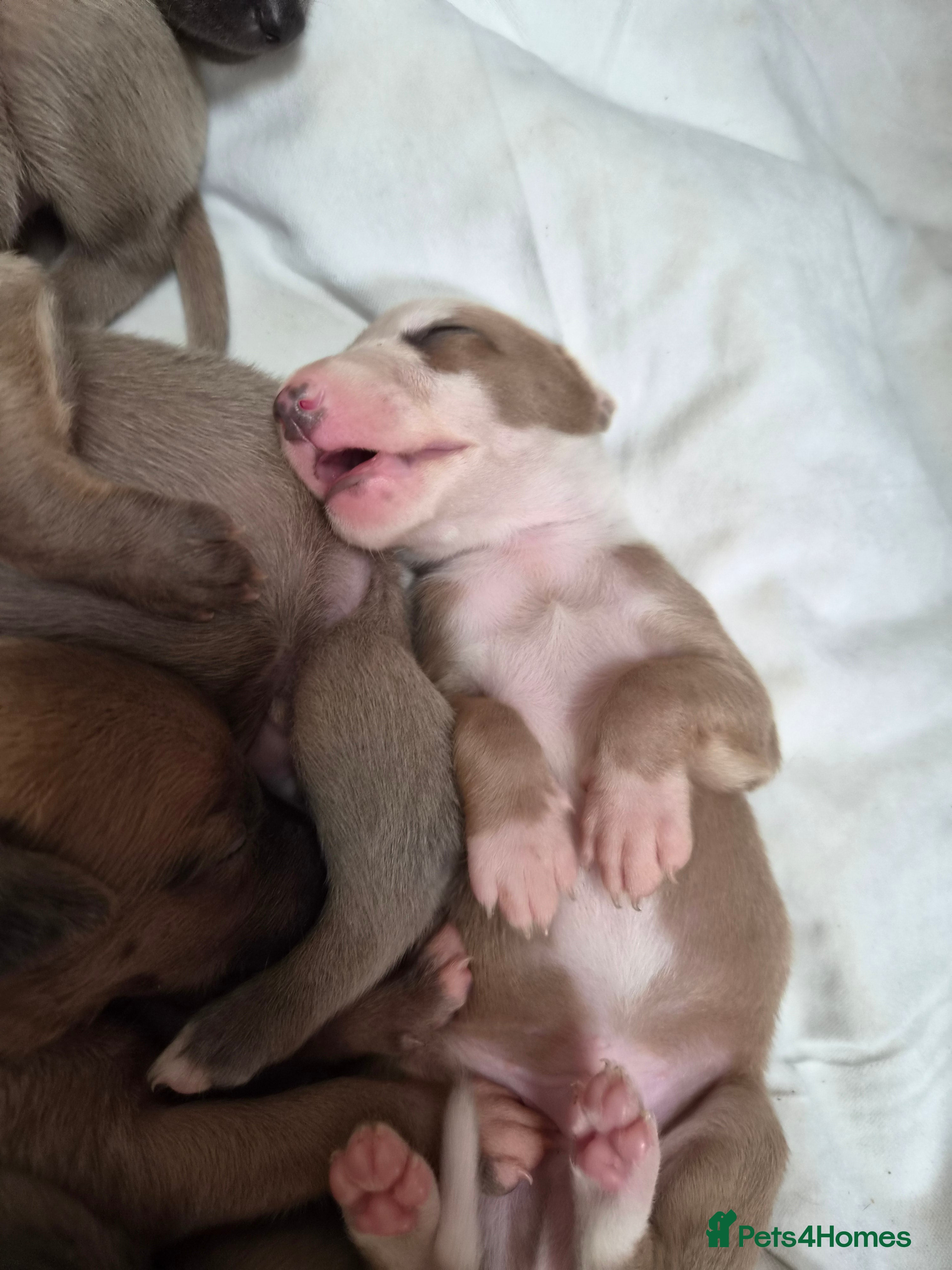 Whippet dogs Fawn Whippet puppys - Advert 2