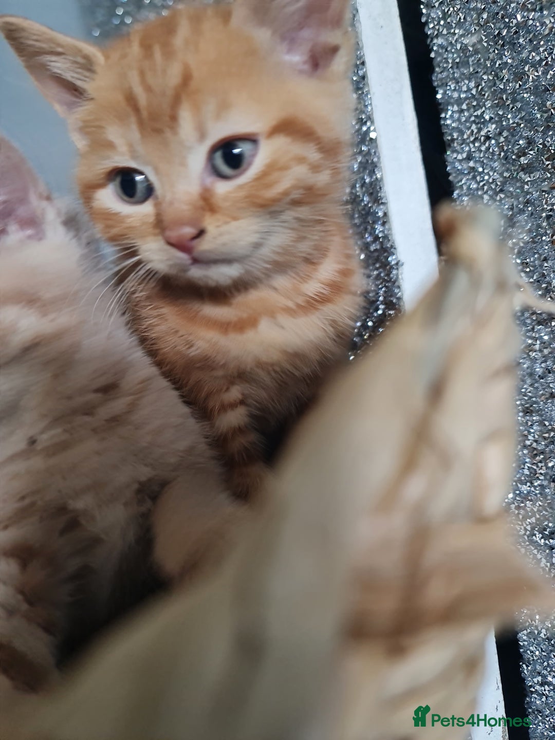 British Shorthair cats for sale: Beautiful BSH kittens from genetic tested parents - Image 4