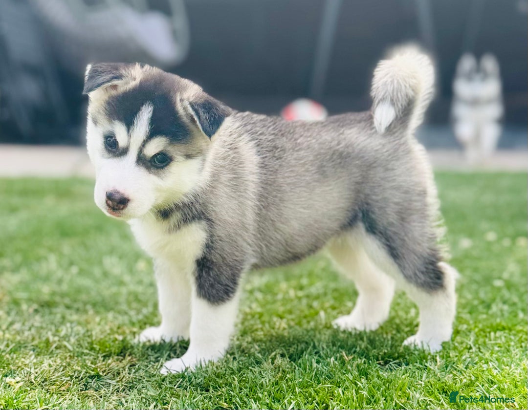 Pomsky dogs for sale:  Beautiful F2b Pomsky Puppies – Health Tested - Image 18