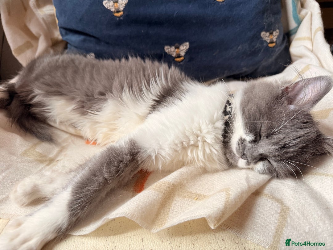 Ragdoll cats for sale: Beautiful Ragdoll girl  - Image 7