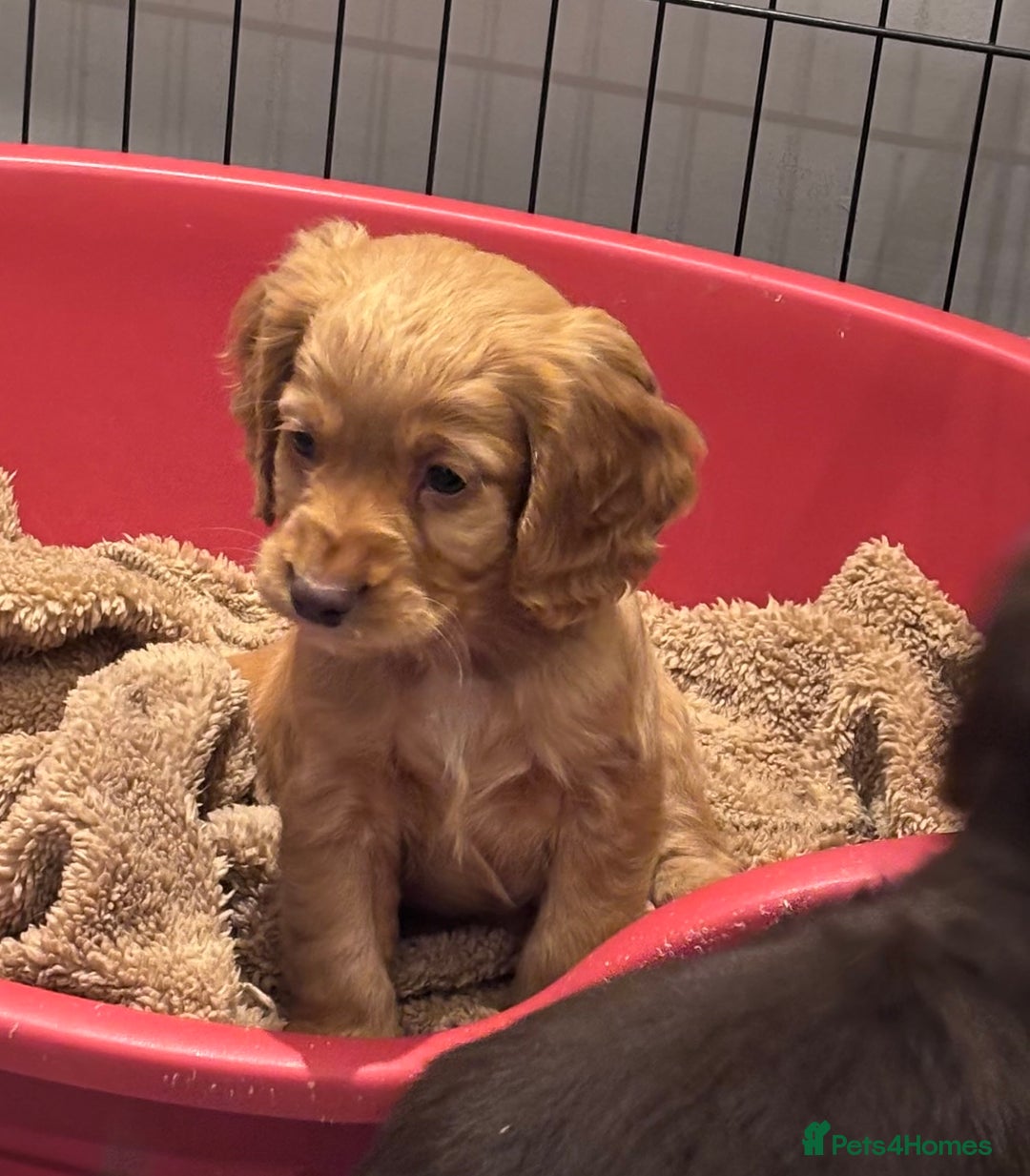 Cocker Spaniel dogs for sale: Working cocker spaniel now ready - Advert 17