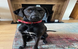 Mixed Breed dogs for sale: Male Vizla x Belgium shepherd 15m - Image 1