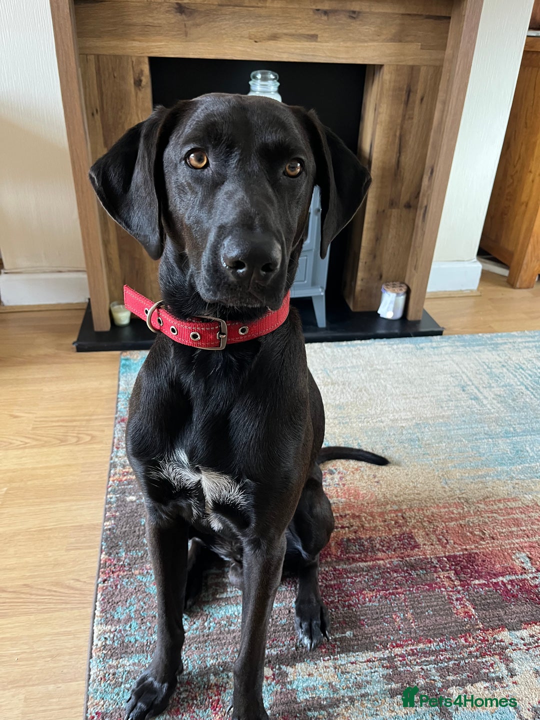 Mixed Breed dogs for sale: Male Vizla x Belgium shepherd 15m - Image 1