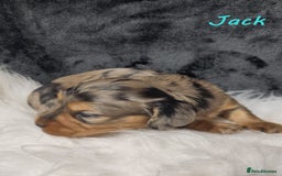 Miniature Dachshund dogs for sale: KC Health tested Licensed breeder 12 years exp - Image 13