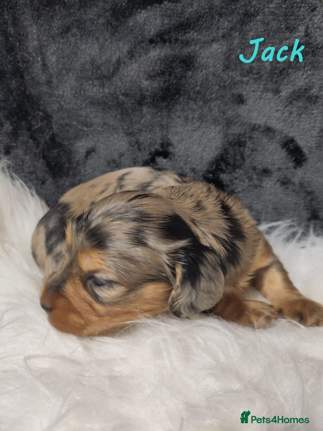 Miniature Dachshund dogs for sale: KC Health tested Licensed breeder 12 years exp - Image 13