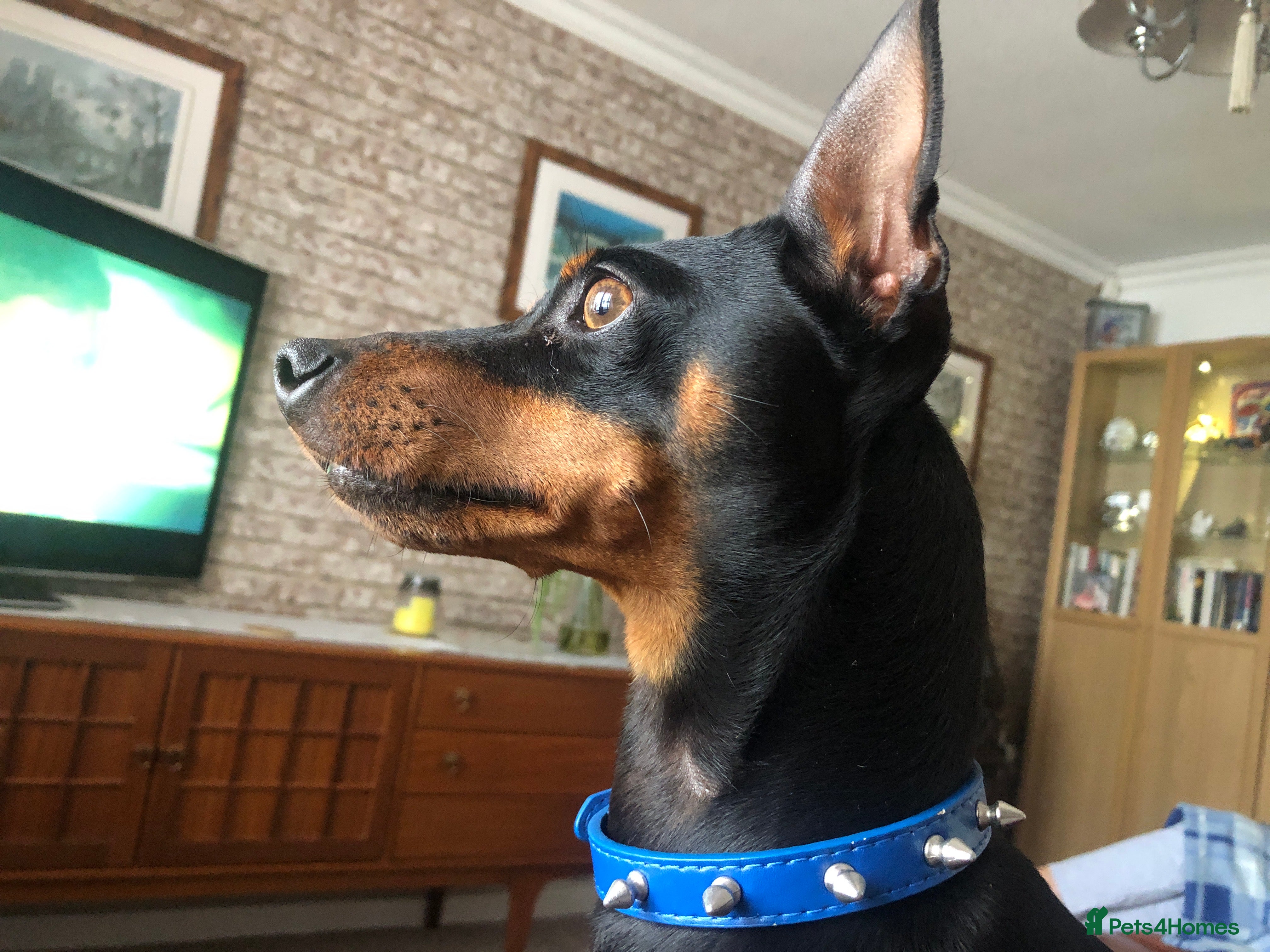 Andy