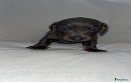 Dachshund dogs for sale: Gorgeous miniature dachshunds  - Image 7