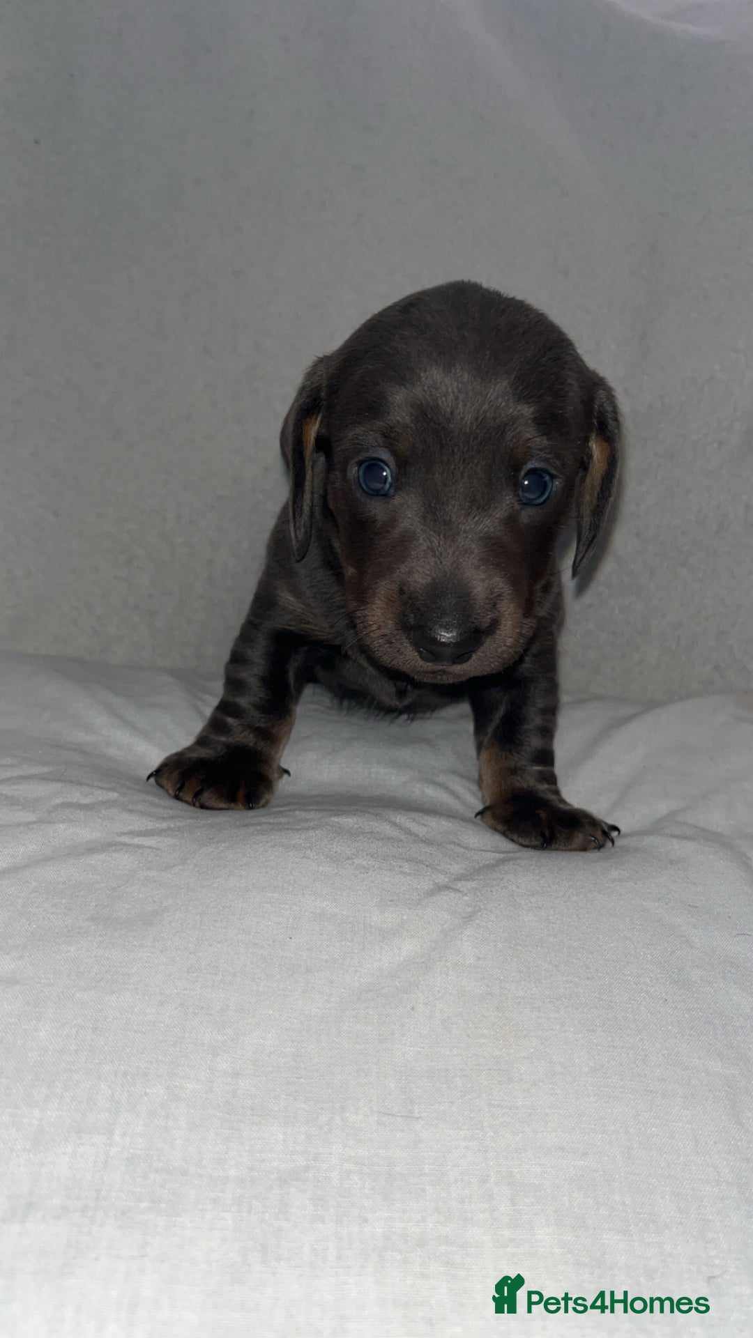 Dachshund dogs for sale: Gorgeous miniature dachshunds  - Image 7
