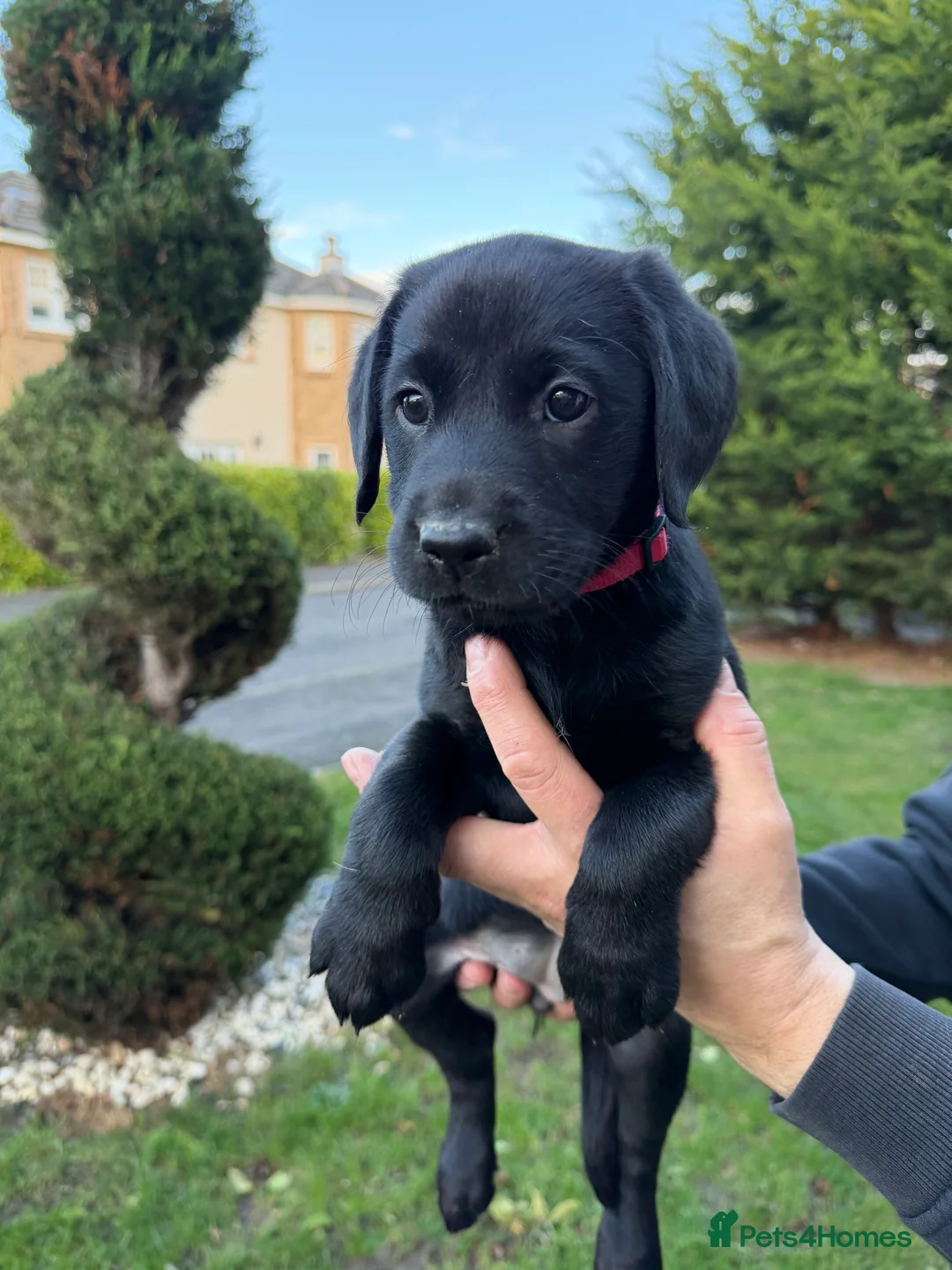 Labrador Retriever dogs for sale: Labrador Retriever Pups  - Advert 3