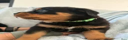 Rottweiler dogs for sale: Rottweiler puppies in Liskeard - Advert 5