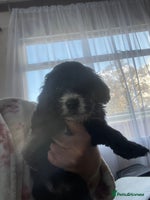 Cavapoo dogs - Advert 14