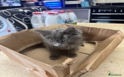 Maine Coon cats for sale: Adorable MaineCoon Ragdoll Cross Kittens Ready Now - Image 17