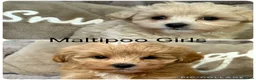 Maltipoo dogs for sale: Maltipoo Babies  - Advert 8