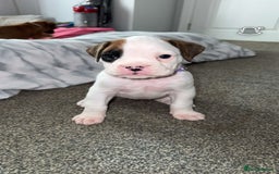Boxer dogs for sale: Gorgeous KC Registered Boxer Pups - ONLY 3 LEFT - Image 2