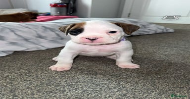 Boxer dogs - Advert 12