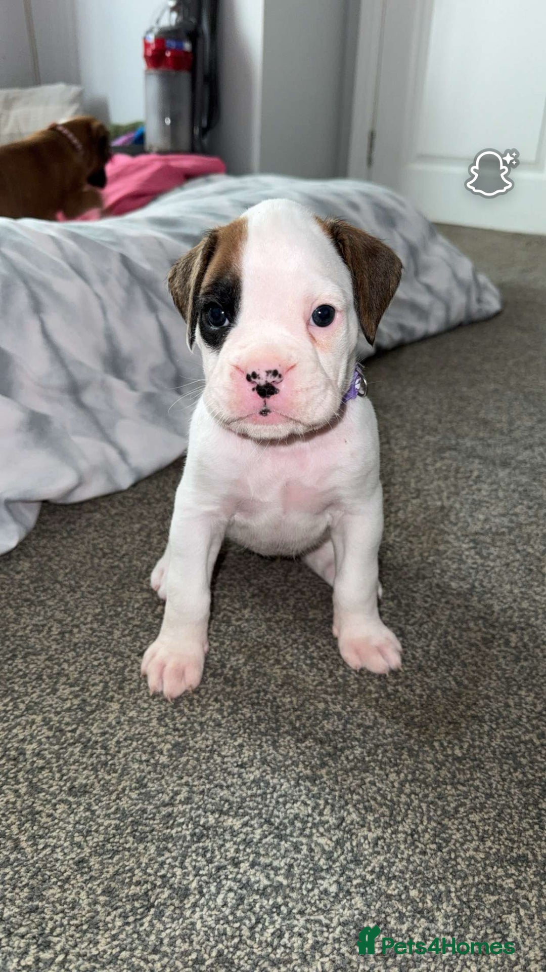 Boxer dogs for sale: Gorgeous KC Registered Boxer Pups - ONLY 3 LEFT - Image 2