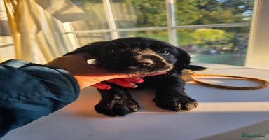 Cocker Spaniel dogs - Advert 11