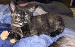 British Shorthair cats for sale: Mixed Russian Blue - British shorthair kittens  - Image 10