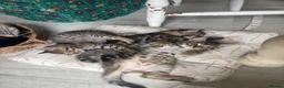 Mixed Breed cats for sale: Bengal cross kittens - Advert 16