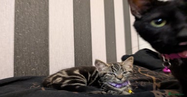 Domestic Shorthair cats - Advert 4