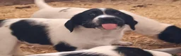 Sprocker dogs for sale: Quality Sprocker Spaniels  - Advert 11
