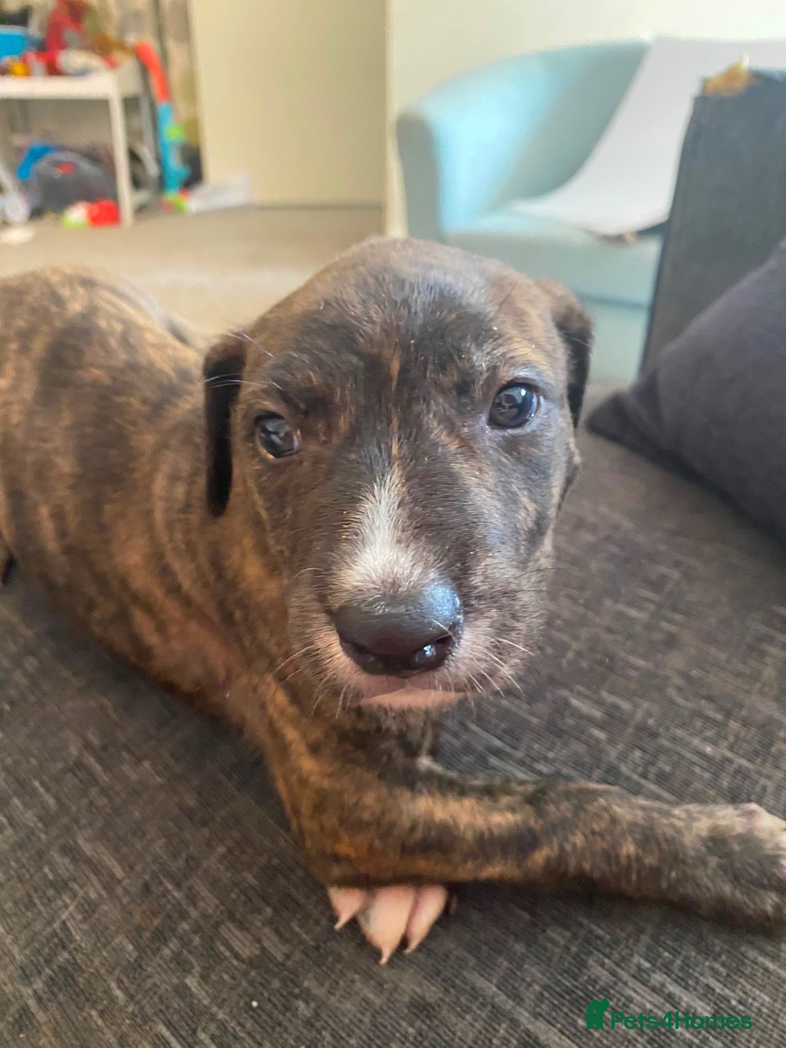 Lurcher dogs Beautiful Brindle puppies - Advert 1