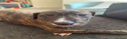 Lurcher dogs for sale: Beautiful Brindle puppies - Advert 1