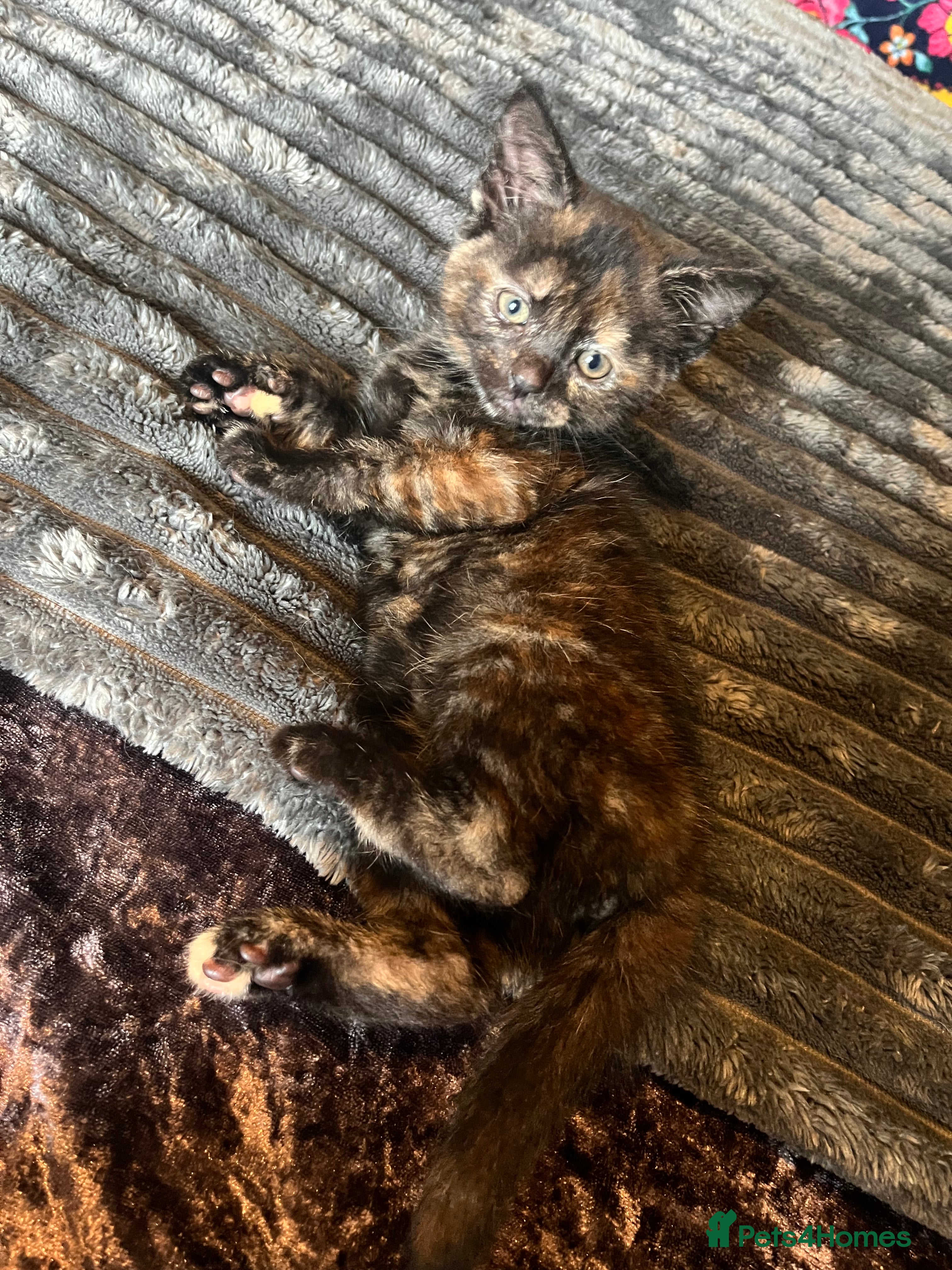 Mixed Breed cats Beautiful tri coloured kittens  - Advert 18