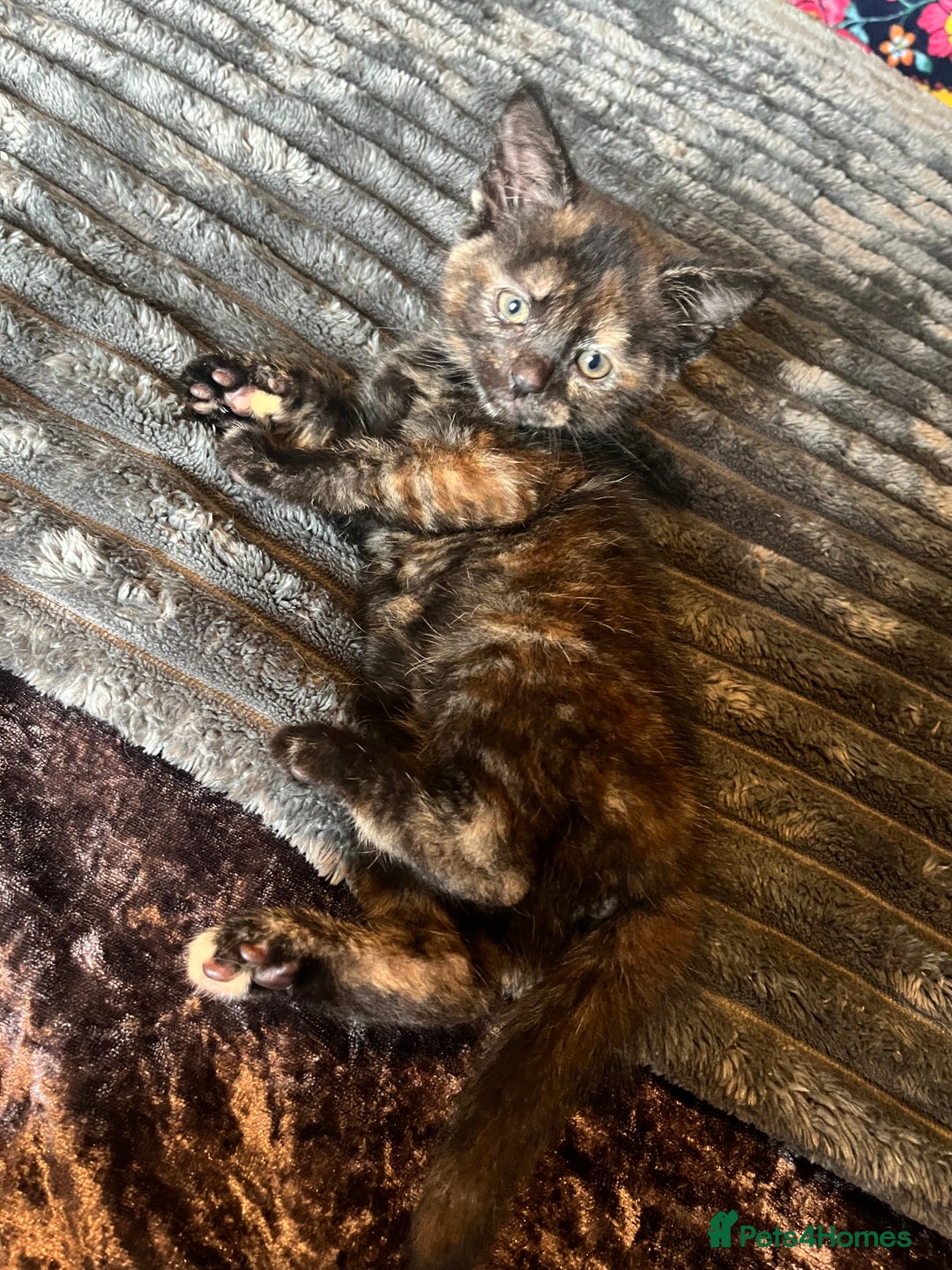 Mixed Breed cats for sale: Beautiful tri coloured kittens  - Advert 5