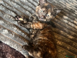 Mixed Breed cats Beautiful tri coloured kittens - Advert 18