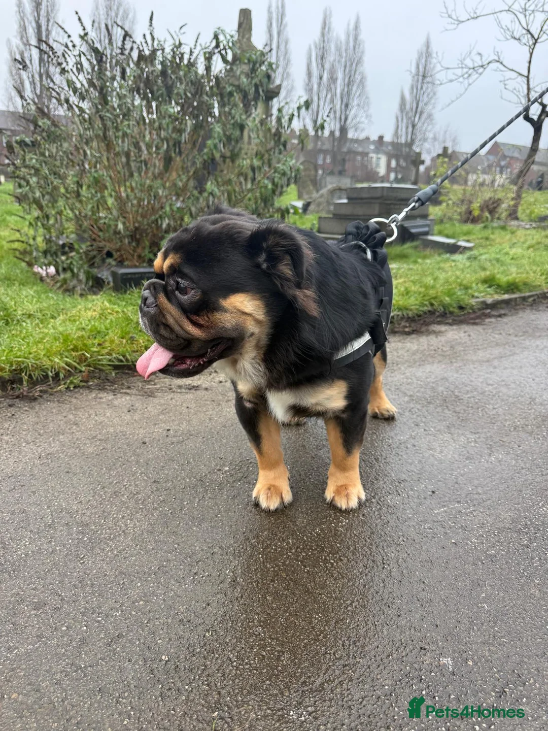 English Bulldog dogs for stud: Fluffy English bulldog for stud - Advert 2