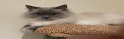 Ragdoll cats for sale: Beautiful Ragdoll Male - Advert 1