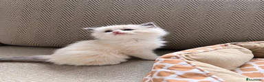 Ragdoll 4