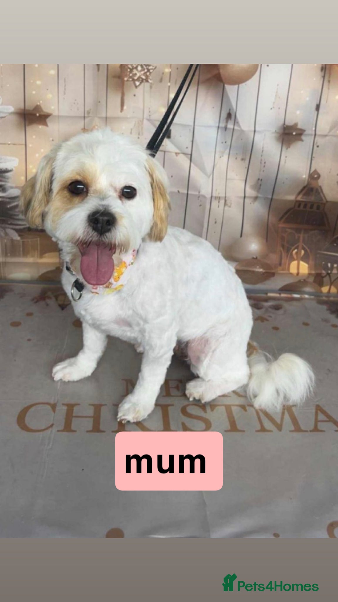 Lhasapoo dogs  beautiful lhasa poodles  - Advert 8