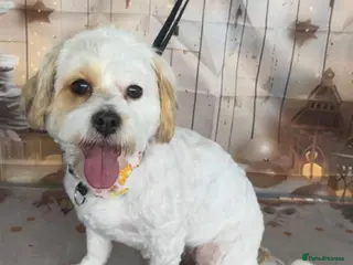 Lhasapoo dogs beautiful lhasa poodles - Advert 8