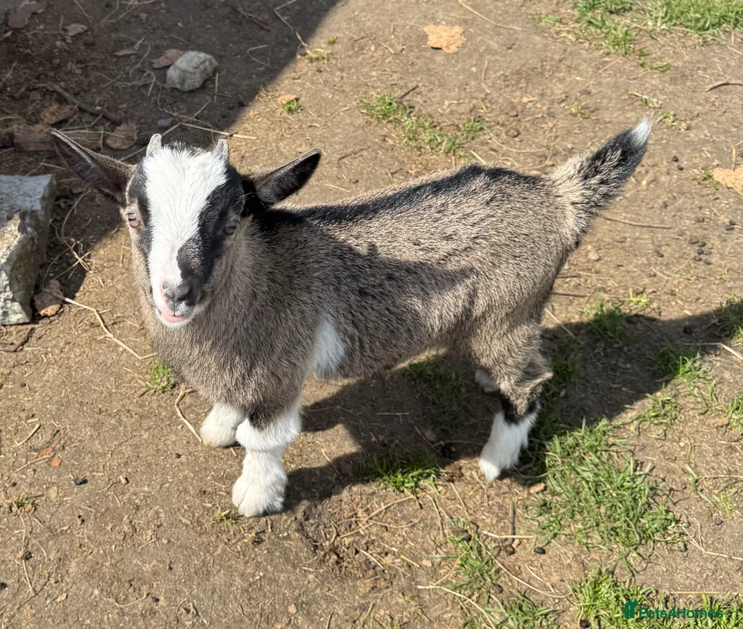 Goats livestock for sale: Pygmy billy and Pygmy mum for sale  - Advert 1
