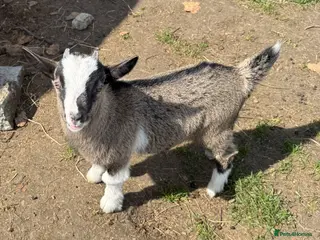 Goats livestock Pygmy weather and Pygmy mum for sale - Advert 5