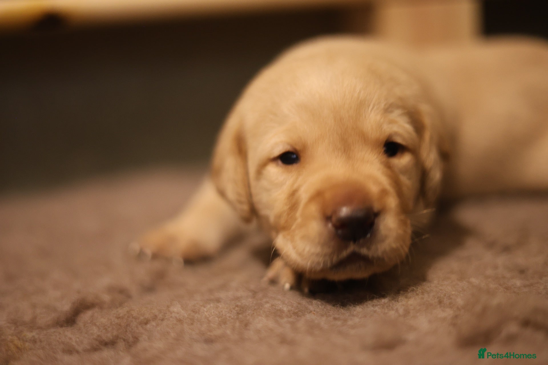 Labrador Retriever dogs KC Reg Labrador Pups-Exceptional Working Pedigree - Advert 2