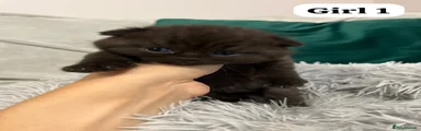 Scottish Fold 4